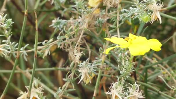 Balbisia weberbaueri. Robinsonia (Balbisia) is genus of plants in groundseltribe within sunflower family. - Footage, Video