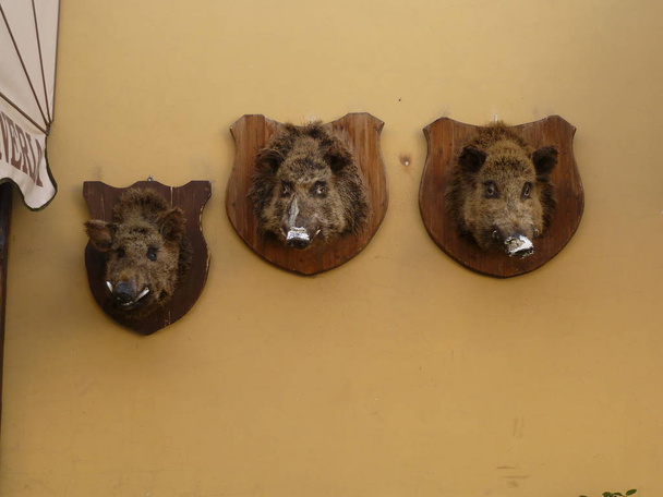 yaban domuzu başkanları - Fotoğraf, Görsel