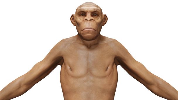 Ewolucja Homo Erectus Man - Zdjęcie, obraz