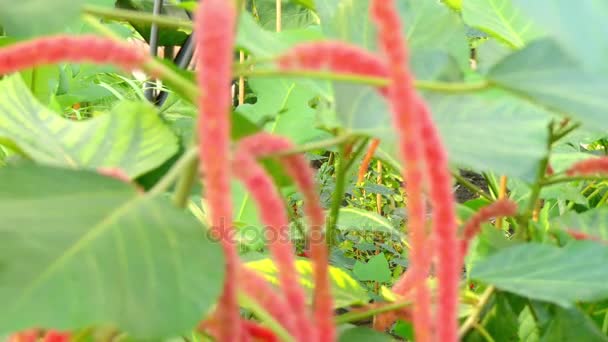 Acalypha hispida, planta de Chenille, es un arbusto con flores que pertenece a la familia Euphorbiaceae, subfamilia Acalyphinae y género Acalypha. Acalypha es el cuarto género más grande de la familia Euphorbiaceae.
. - Imágenes, Vídeo