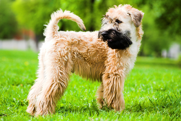 Irish soft coated wheaten terrier - Photo, image