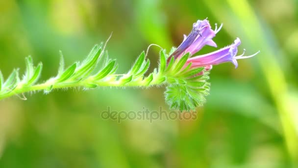 Echium stenosiphon est une espèce de fleurs appartenant à la famille des Boraginaceae. Les espèces sont endémiques au Cap Vert. Son dernier nom scientifique signifie siphon étroit
. - Séquence, vidéo