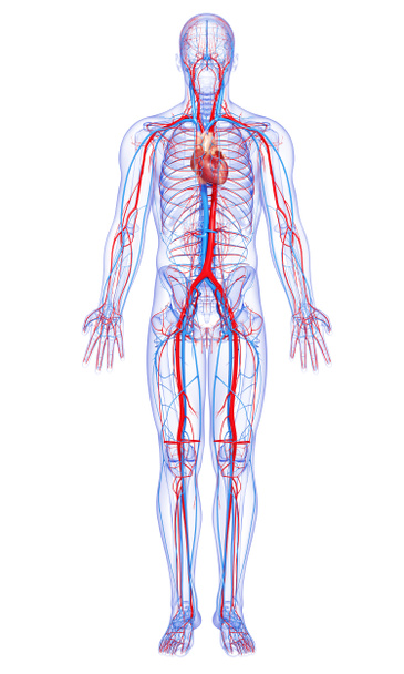 Full body circulatory system with highlighted heart - Photo, Image