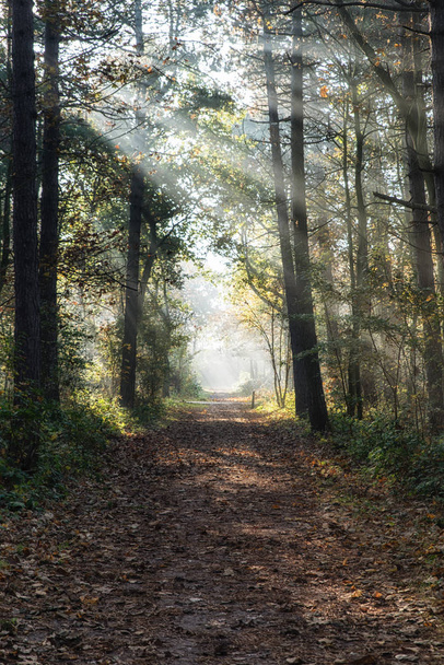 Morning Forest Sunrays - Fotó, kép
