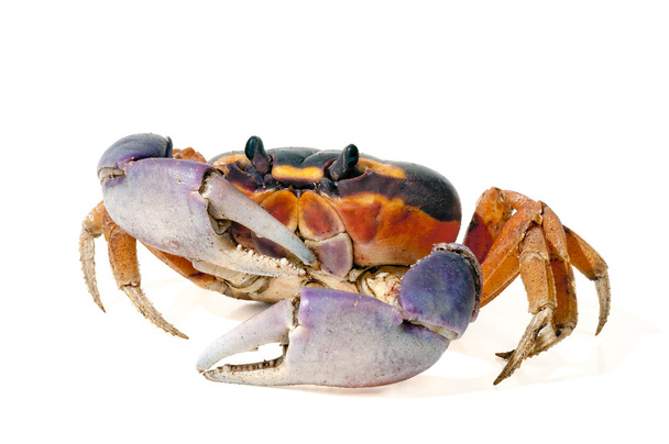 Crabe d'Halloween
 - Photo, image