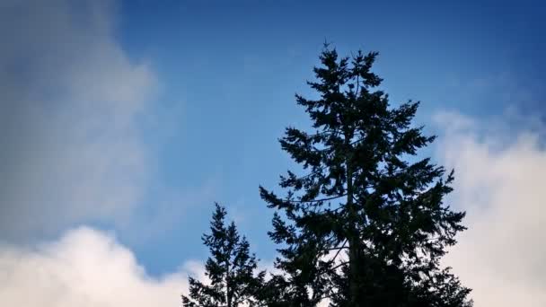 Tree Backlit By Dramatic Blue Sky - Séquence, vidéo