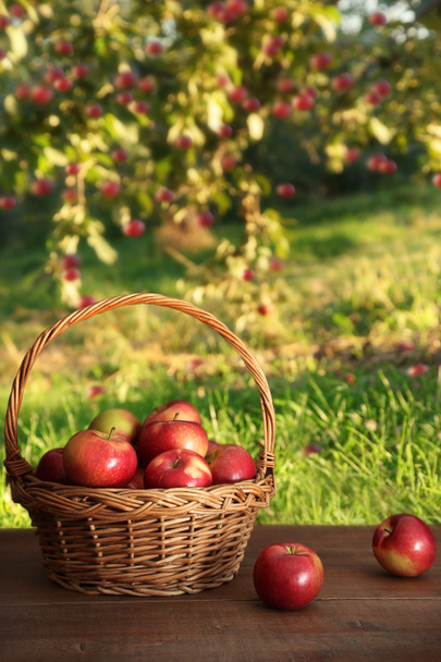 Apples in basket on table in orchard - Photo, Image
