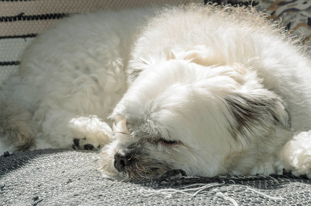 Λευκό σκυλί στον ύπνο στον καναπέ. - Φωτογραφία, εικόνα