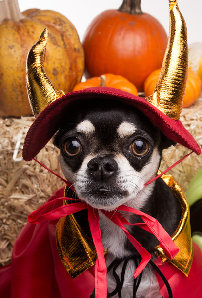 şirin halloween devil dog - Fotoğraf, Görsel