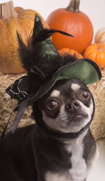 Halloween Witch Dog - Фото, изображение