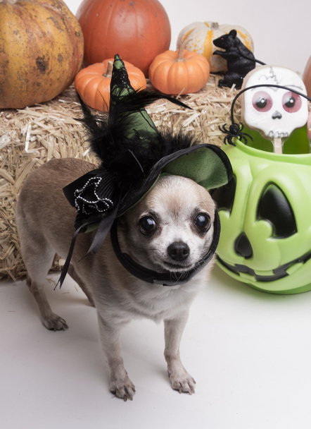 Halloween boszorkány kutya - Fotó, kép