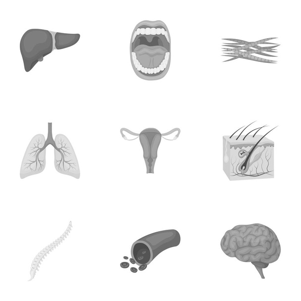 Organs set icons in monochrome style. Big collection of organs vector symbol stock illustration - Вектор,изображение