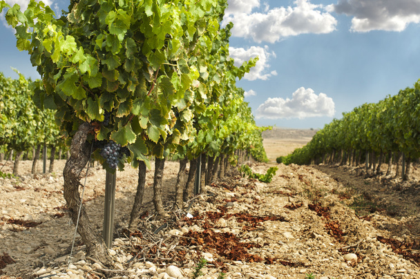 Vineyards in rows and blue sky - Φωτογραφία, εικόνα