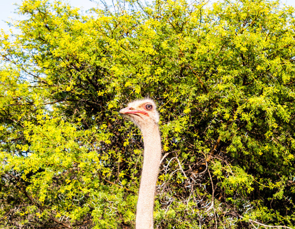 Retrato de avestruz frente al espino de Mimosa
 - Foto, imagen