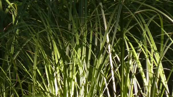 Sun through leaves. Sedge in the evening light. - Footage, Video