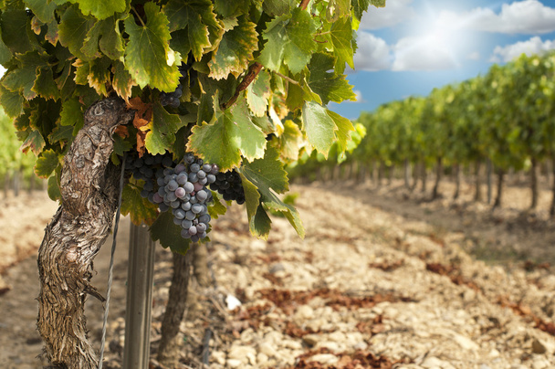 Vineyards in rows and blue sky - Фото, зображення