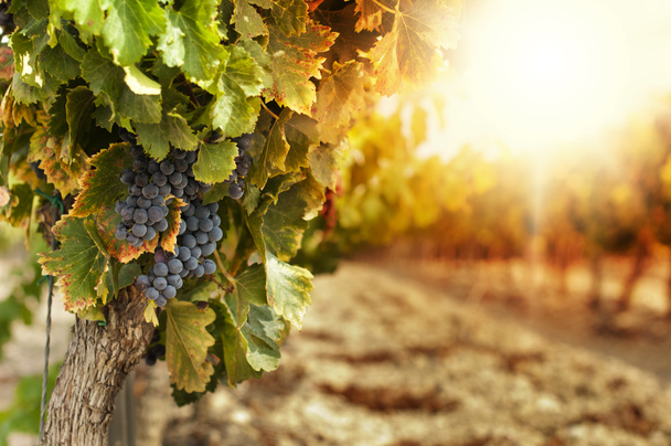 Виноградників на заході сонця
 - Фото, зображення