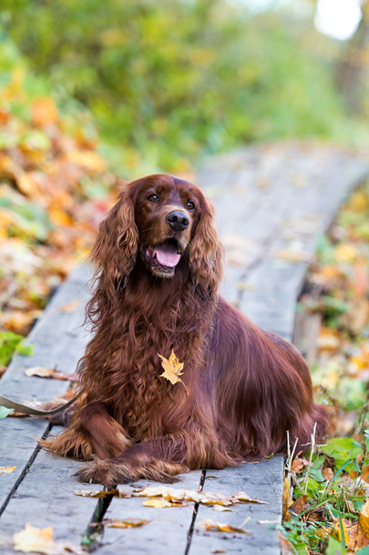 Hunde im Herbstpark - Foto, Bild