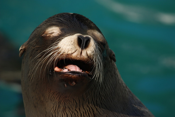 Portrait of a howling sea lion - Photo, Image