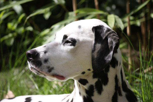 Portret van een hond Dalmatische - Foto, afbeelding