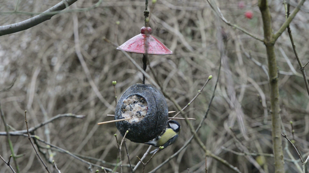 Большая синица (Parus major) на птичьем корме зимой. кокосовый орех - Кадры, видео