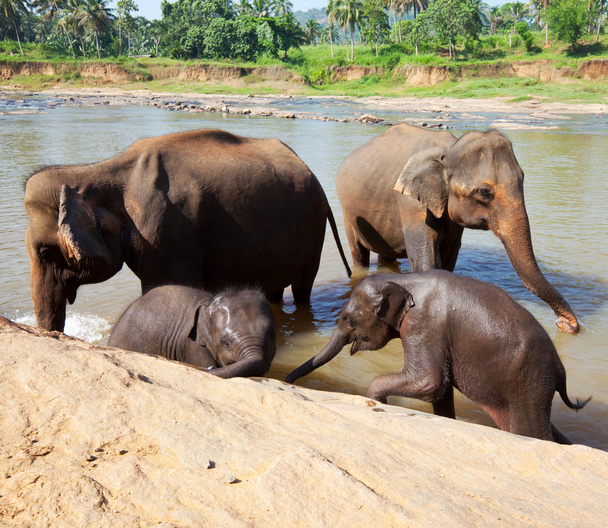 slon na Srí Lance - Fotografie, Obrázek