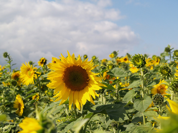 Sunflowers field - Photo, Image