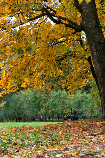 Golden autumn in the city park - Foto, imagen