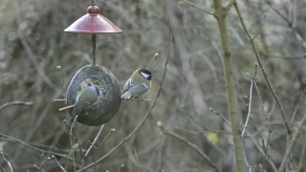 Eurasian blue tit (Cyanistes caeruleus) and great tit (Parus major) on bird feeder in winter. coconut - Footage, Video