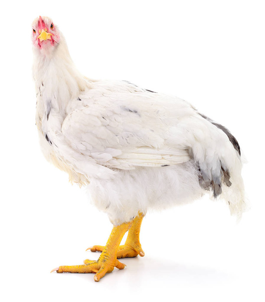white hen isolated. - Фото, зображення
