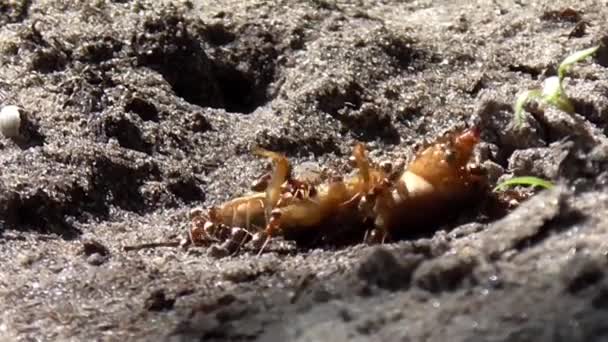 Τα μυρμήγκια τρέφονται από τις ακρίδες. - Πλάνα, βίντεο