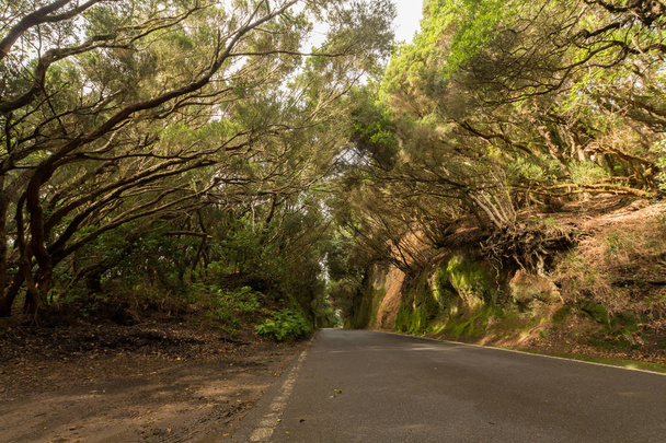 Road TF-12 in Anaga Rural Park - ancient forest on Tenerife, Canary Islands, winter travel destination - Photo, Image