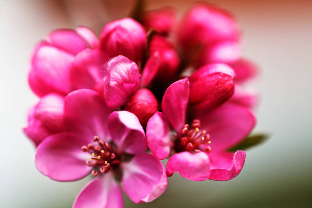  red flowers of Japanese plum, note shallow depth of field - Фото, изображение