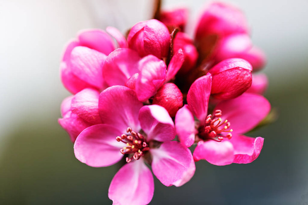  red flowers of Japanese plum, note shallow depth of field - Фото, зображення