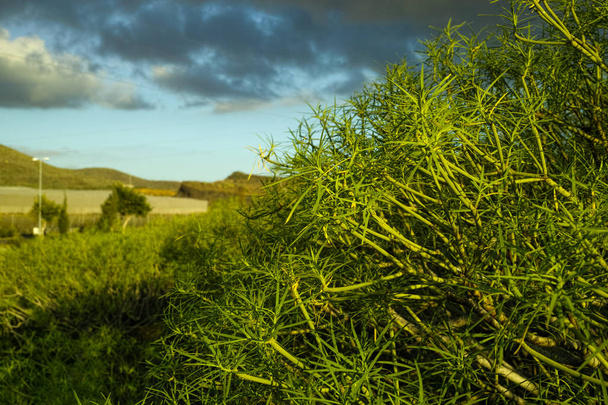Kasvi kasvaa vulkaanisella laavakentällä, Teneriffan saari
 - Valokuva, kuva
