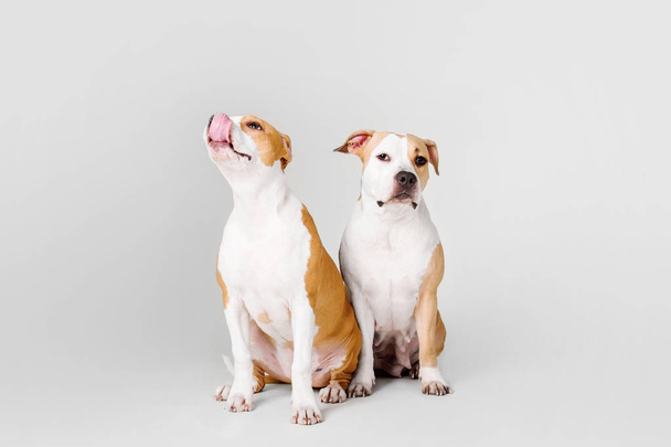 American Staffordshire Terrier dog isolated on white background - 写真・画像