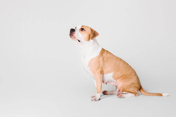 American Staffordshire Terrier dog isolated on white background - Zdjęcie, obraz