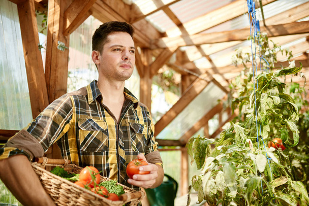 gardener tending to organic crops - Valokuva, kuva