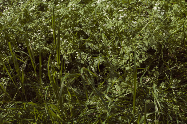 Высокая зеленая трава весной, обратите внимание на поверхностную глубину поля
 - Фото, изображение