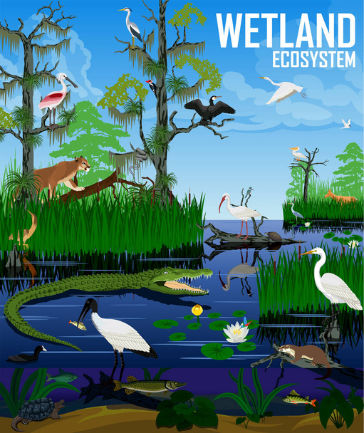 Vektor vizes ökoszisztéma illusztráció - Vektor, kép