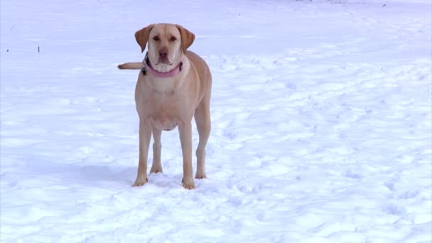 žlutý labrador vede k fotoaparátu v sněhu. Zpomalený pohyb. - Záběry, video