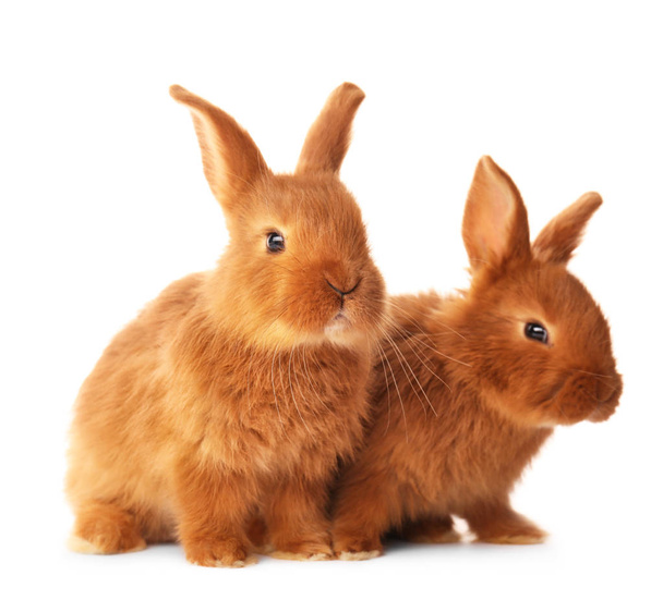 Cute funny rabbits - Foto, Imagen