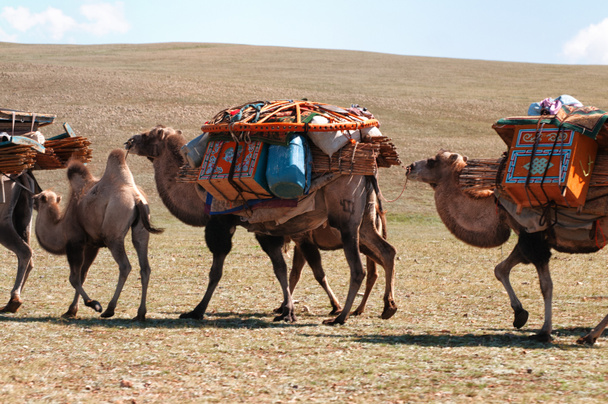 Moğolistan'da deve kervanı - Fotoğraf, Görsel