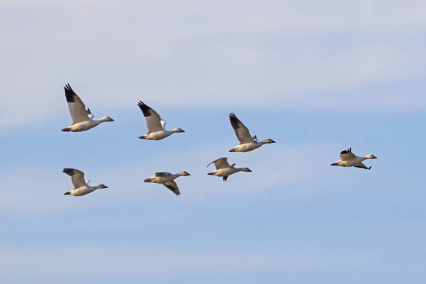 Птицы летят в заповеднике "Море Солтона" в пустыне Калифорнии
 - Фото, изображение