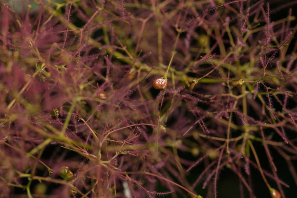 hierba de pampas rosa con brotes en la naturaleza, nota poca profundidad de campo
 - Foto, imagen