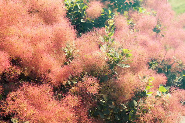 árvore fofa com flores cor-de-rosa, observe a profundidade rasa do campo
 - Foto, Imagem