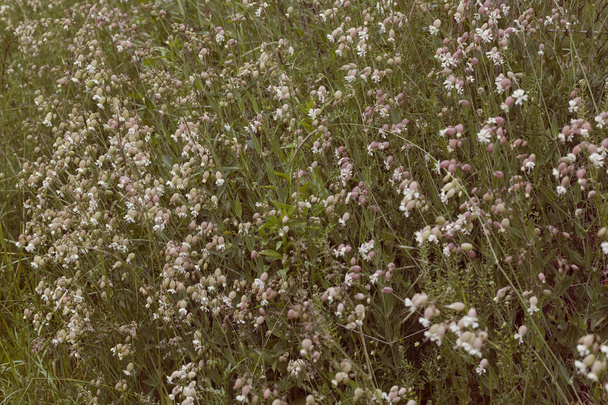 plante de la famille des oeillets dans la nature, note faible profondeur de champ
 - Photo, image
