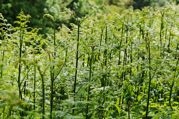 высокие зеленые папоротники в природе, обратите внимание на мелкую глубину поля
 - Фото, изображение