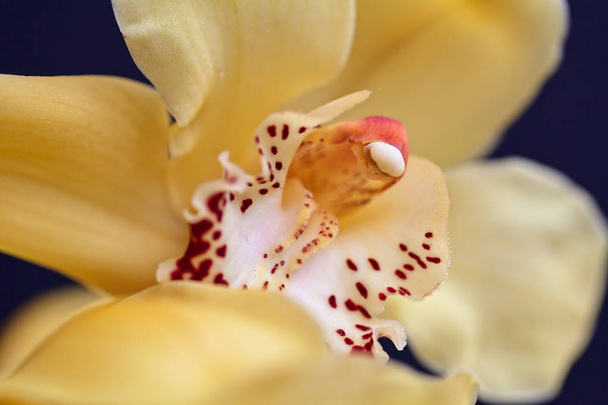 желтые орхидеи с красными деталями на черном фоне, обратите внимание на небольшую глубину резкости
 - Фото, изображение