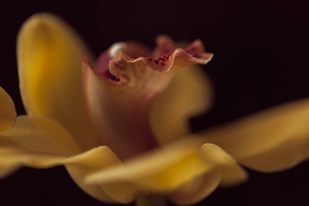 yellow orchids on the black background, note shallow depth of field - Photo, Image